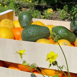 Gemengd fruitpakket 7 - Sinaasappels, Mandarijnen, Citroenen, Grapefruit, Granaatappel en Avocado's