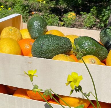 Gemengd fruitpakket 2 - Sinaasappels, citroenen en avocado's