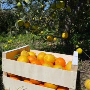 Gemengd fruitpakket 3 - Sinaasappels en citroenen