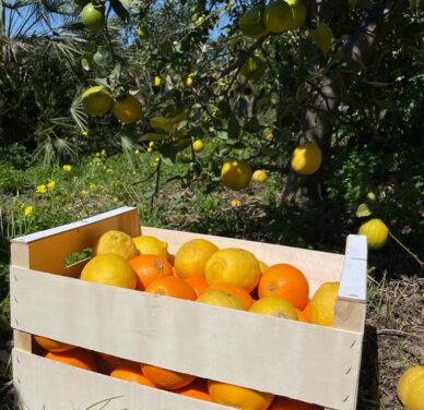 Gemengd fruitpakket 3 - Sinaasappels en citroenen