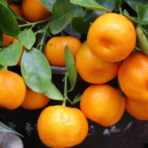Mandarijn - Clemenvilla variëteit - Per kg